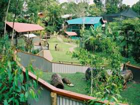 Kuranda Koala Gardens - Mackay Tourism 1