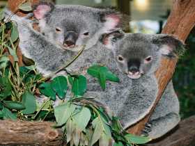 Kuranda Koala Gardens - Mackay Tourism 2