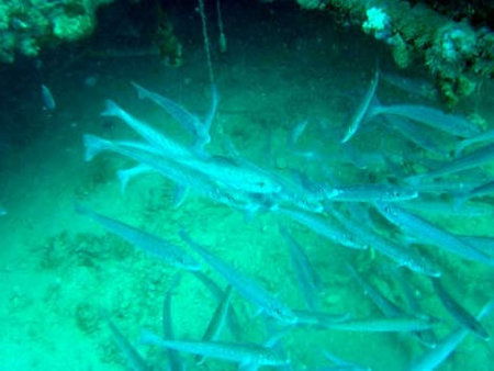 Underwater Sports Diving Centre - Mackay Tourism 1