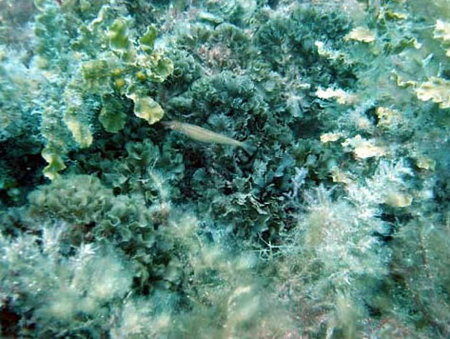 Underwater Sports Diving Centre - Mackay Tourism 3