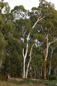 Heysen - The Cedars - Mackay Tourism 2