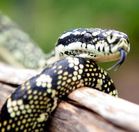 Reptile Encounters - Mackay Tourism