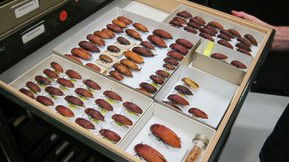 Western Australian Museum - Mackay Tourism 1