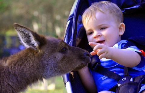 Australian Reptile Park - Mackay Tourism 6