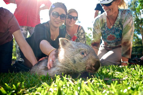 Australian Reptile Park - Mackay Tourism 10