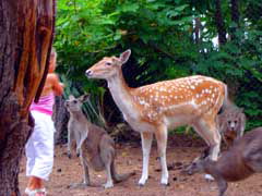 Birdland Animal Park - Mackay Tourism 4