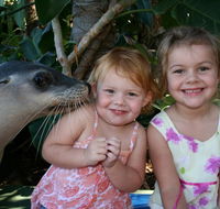 Dolphin Marine Magic - Mackay Tourism