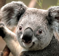 Potoroo Palace - Mackay Tourism