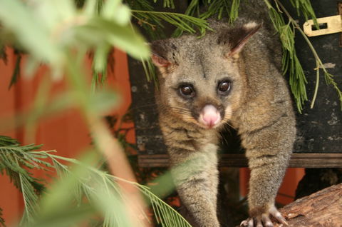 Potoroo Palace - Mackay Tourism 3