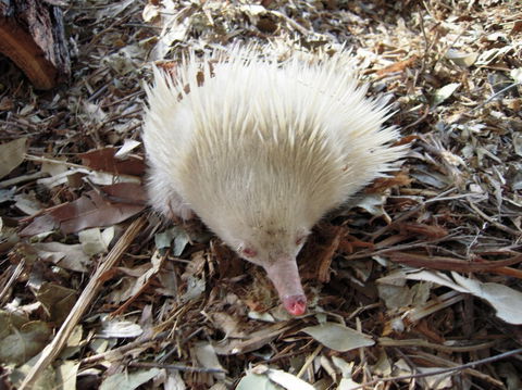 Potoroo Palace - Mackay Tourism 4
