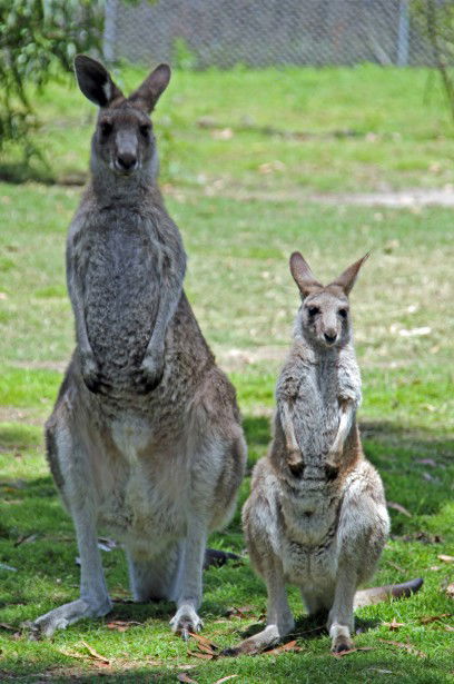 Potoroo Palace - Mackay Tourism 5
