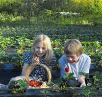 Blue Hills Berries  Cherries - Mackay Tourism
