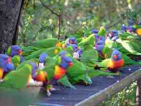 Gorge Wildlife Park - Mackay Tourism 4