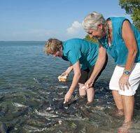 Aquascene Fish Feeding Sanctuary - Mackay Tourism