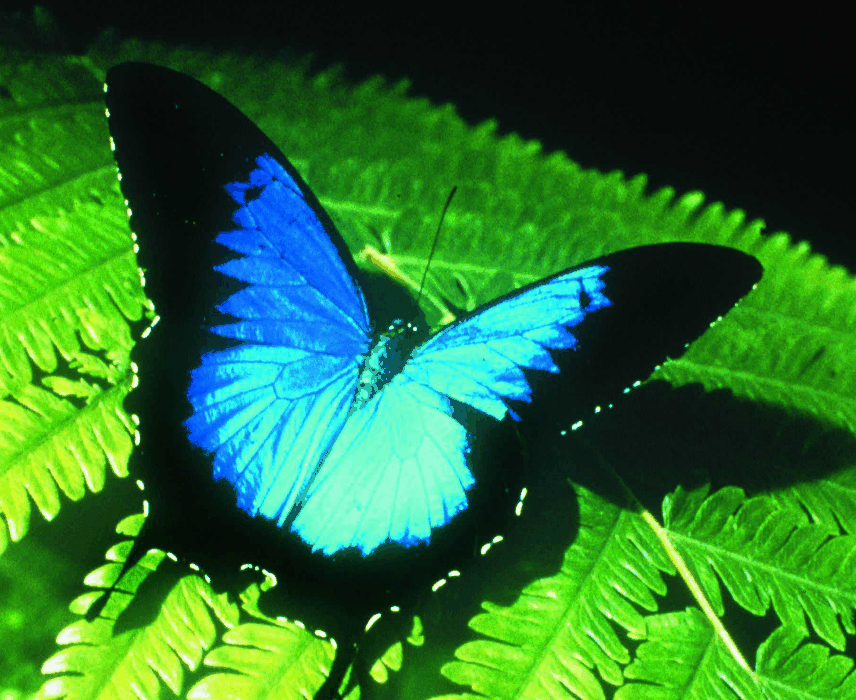 Australian Butterfly Sanctuary - Mackay Tourism 0