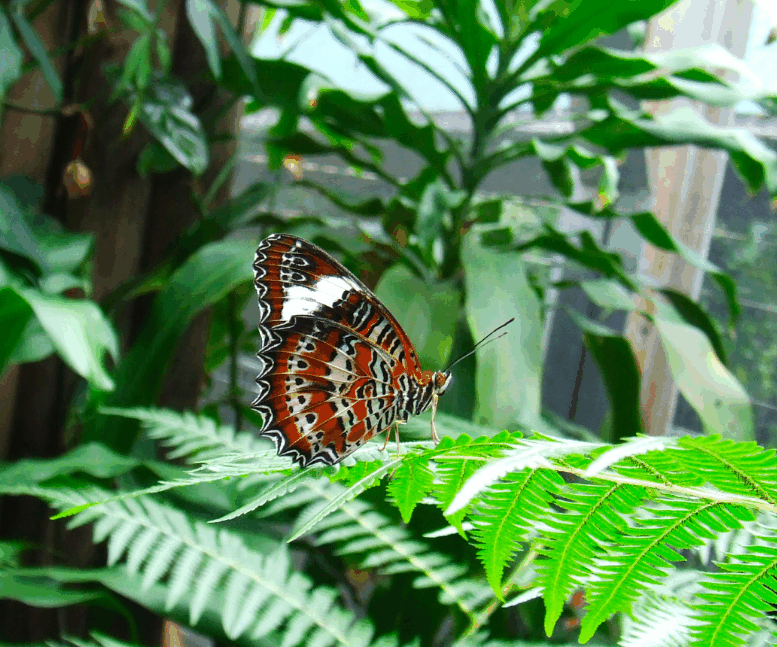 Australian Butterfly Sanctuary - Mackay Tourism 1