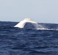 Australian Whale Watching - Mackay Tourism