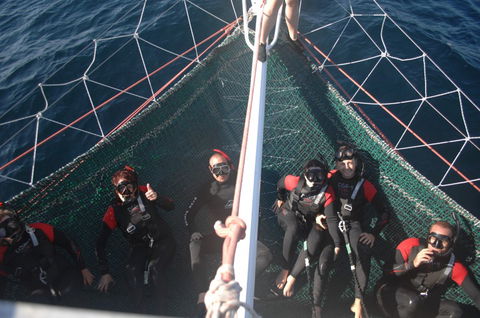 Dolphin Swim Australia - Mackay Tourism 4