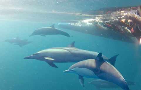 Dolphin Swim Australia - Mackay Tourism 5