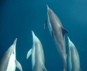 Dolphin Swim Australia - Mackay Tourism 6