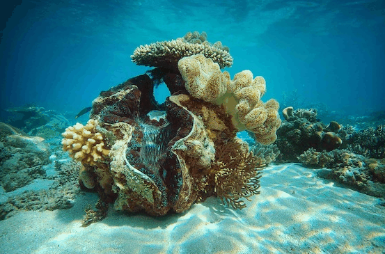Big Cat Green Island Reef Cruises - Mackay Tourism 3