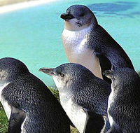 Rockingham Wild Encounters - Mackay Tourism
