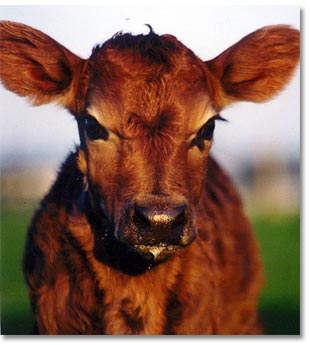 Chesterfield Farm - Mackay Tourism 1
