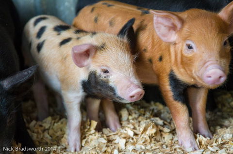 Chesterfield Farm - Mackay Tourism 4