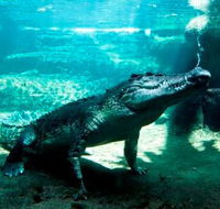 WILD LIFE Sydney Zoo - Mackay Tourism
