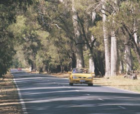 Ludlow Tuart Forest - Mackay Tourism 0