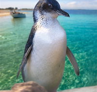 Penguin Island - Mackay Tourism