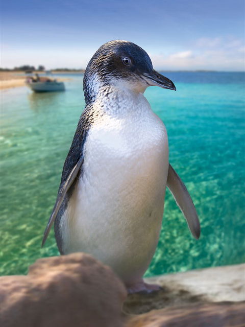 Penguin Island - Mackay Tourism 0