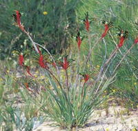 Kalbarri Wildflower Centre - Mackay Tourism