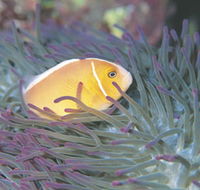Rowley Shoals - Mackay Tourism