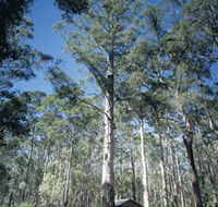 Diamond Tree Lookout Manjimup - Mackay Tourism