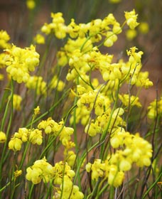 Mount Madden Scenic Drive - Mackay Tourism 0