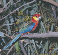 King River - Mackay Tourism