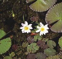 Parry Lagoons Nature Reserve - Mackay Tourism