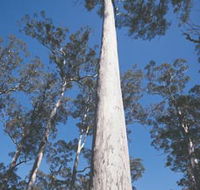 The Four Aces - Mackay Tourism