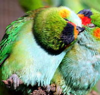 Rainbow Jungle - The Australian Parrot Breeding Centre - Mackay Tourism