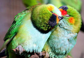 Rainbow Jungle - The Australian Parrot Breeding Centre - Mackay Tourism 0