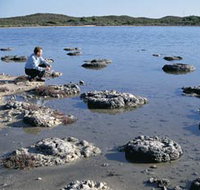 Lake Thetis Stromatolites - Mackay Tourism