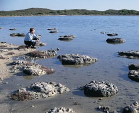 Lake Thetis Stromatolites - Mackay Tourism 0