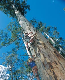 Dave Evans Bicentennial Tree - Mackay Tourism 0