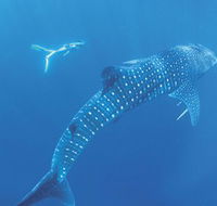Ningaloo Marine Park - Mackay Tourism