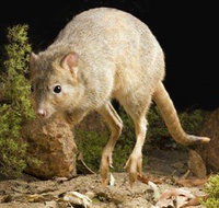 Kanyana Wildlife - Mackay Tourism