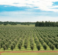 Fini Olives - Mackay Tourism