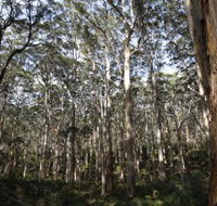 Boranup Karri Forest - Mackay Tourism