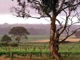 Yangarra Estate Vineyard - Mackay Tourism 0