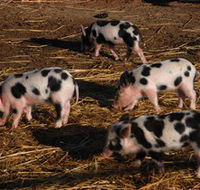 Will's Rare Breeds Farm - Mackay Tourism